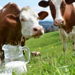 Raw Milk : potential risks and negative effects on health