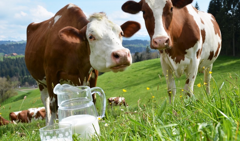 Raw Milk : potential risks and negative effects on health